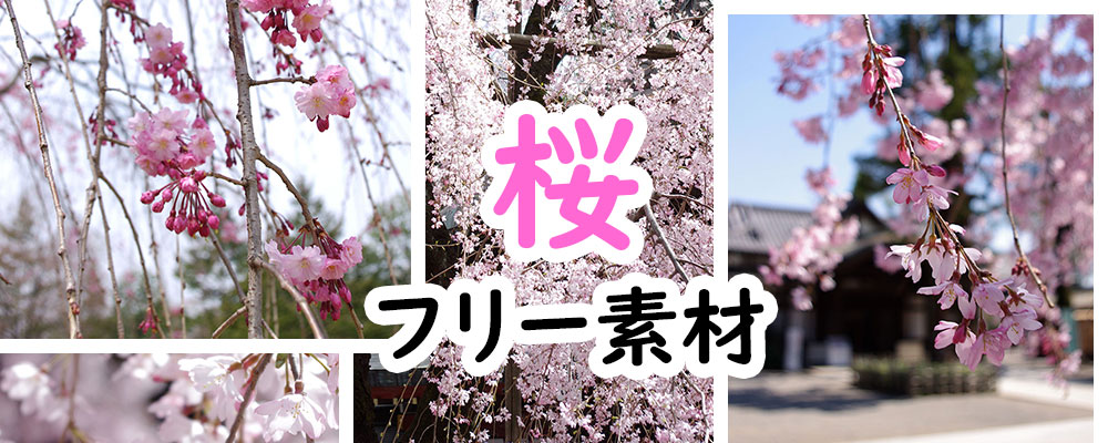 フリー 画像 桜 桜のイラスト無料【画像・素材・背景】おすすめ8選！